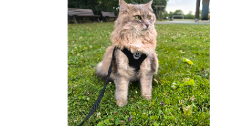 thérèse pet sitter à GIF SUR YVETTE 91190_7