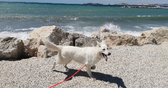 magali pet sitter à CORRENS 83570_3
