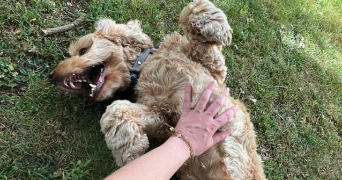 manon pet sitter à VANNES 56000_2