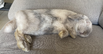 célia pet sitter à NANTES 44300_3