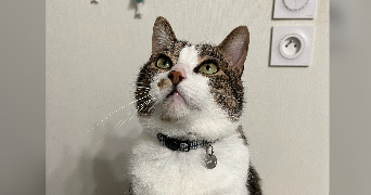 maëva pet sitter à CESSON SEVIGNE 35510_5