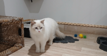 celine pet sitter à LANGEAIS 37130_3