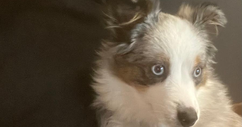 margot pet sitter à TALENCE 33400_3