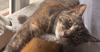 margot pet sitter à LILLE 59000_2