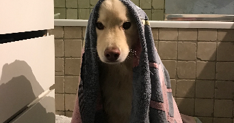 emma pet sitter à ST ALBAN LEYSSE 73230_9