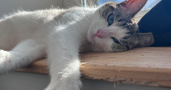 aodrena pet sitter à PLOURIN 29830_3