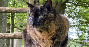 emma pet sitter à PARIS 16 75016_6