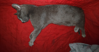 laurent pet sitter à LUMIGNY NESLES ORMEAUX 77540_3