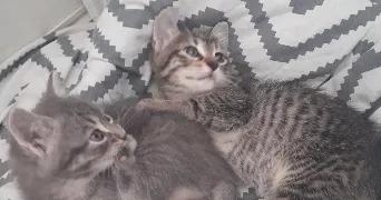 louann pet sitter à PLOUGONVELIN 29217