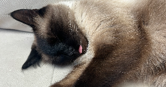 cyrielle pet sitter à LILLE 59000_7