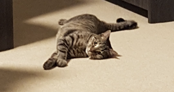 héléna cat sitter à ST MAUR DES FOSSES 94100_6