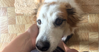 ines pet sitter à ST CHRISTOPHE SUR DOLAISON 43370_2