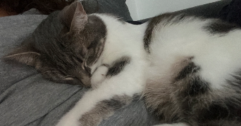 cassandra pet sitter à ROUEN 76000_1