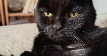 emmanuelle pet sitter à SOTTEVILLE LES ROUEN 76300_3