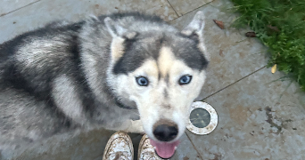eléa pet sitter à ST GEORGES DU BOIS 72700_3