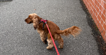 ashley pet sitter à TOULOUSE 31100_1