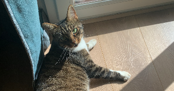 elisa pet sitter à DIJON 21000_1