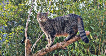 marine pet sitter à DEUIL LA BARRE 95170_1