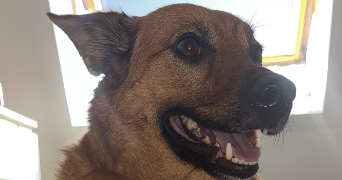 fallone pet sitter à BOUCHAIN 59111_3