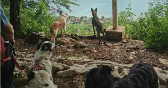 mathilde pet sitter à THOIRETTE COISIA 39240_0