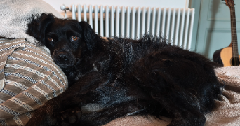killian pet sitter à GUERET 23000_1