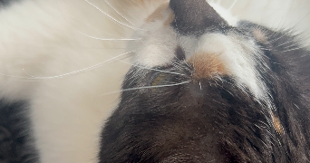samara pet sitter à ASNIERES SUR SEINE 92600_1