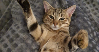 mélanie pet sitter à LES PENNES MIRABEAU 13170_2