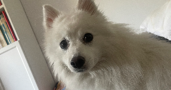 emmanuelle pet sitter à ARCEUIL 94110_8
