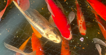 louba pet sitter à LA VOIVRE 88470_5