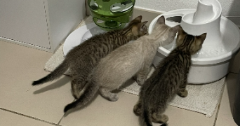 emma pet sitter à Belbeuf 76240_6