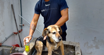 leandro pet sitter à ST WITZ 95470_1