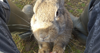 luna pet sitter à Bordeaux 33100_4