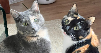 margaux pet sitter à LEVALLOIS PERRET 92300_4