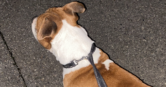 marine pet sitter à Saint jean de moirans 38430_4