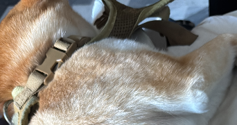 ilef pet sitter à MENTON 06500_8