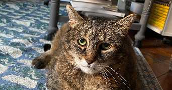 lou-anne pet sitter à Marquette lez lille 59520_6