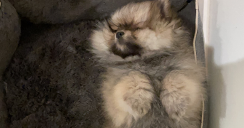 chama dog sitter à PARIS 16 75016_5