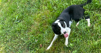 chrystie pet sitter à SORGUES 84700_4