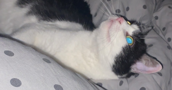 melanie pet sitter à LEFOREST 62790_1