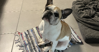 solène pet sitter à FRANCHEVILLE 69340_7