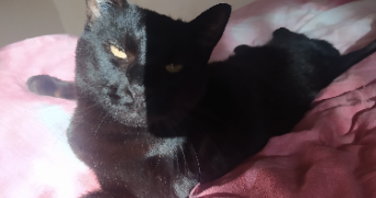 morgane pet sitter à PARIS 11 75011_1