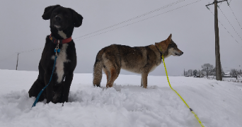 morgane pet sitter à ST LAMBERT 14570_2