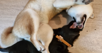 lukas pet sitter à AMIENS 80090_7