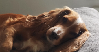 Sarah pet sitter à PARIS 05 75005_6