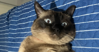 rania pet sitter à CLERMONT FERRAND 63000_2