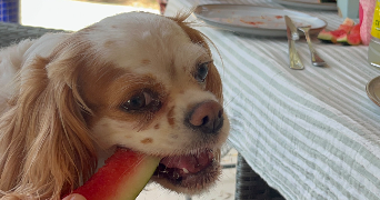maria pet sitter à LE CASTELLET 83330_3