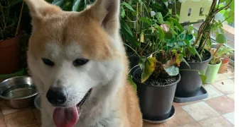 gregory cat sitter à ABLON SUR SEINE 94480