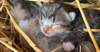 manon pet sitter à TOURS 37100_2