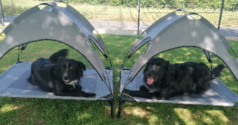 yana pet sitter à VARS SUR ROSEIX 19130_3