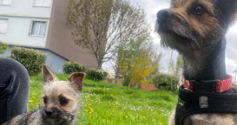 stavina pet sitter à ARGENTEUIL 95100_1